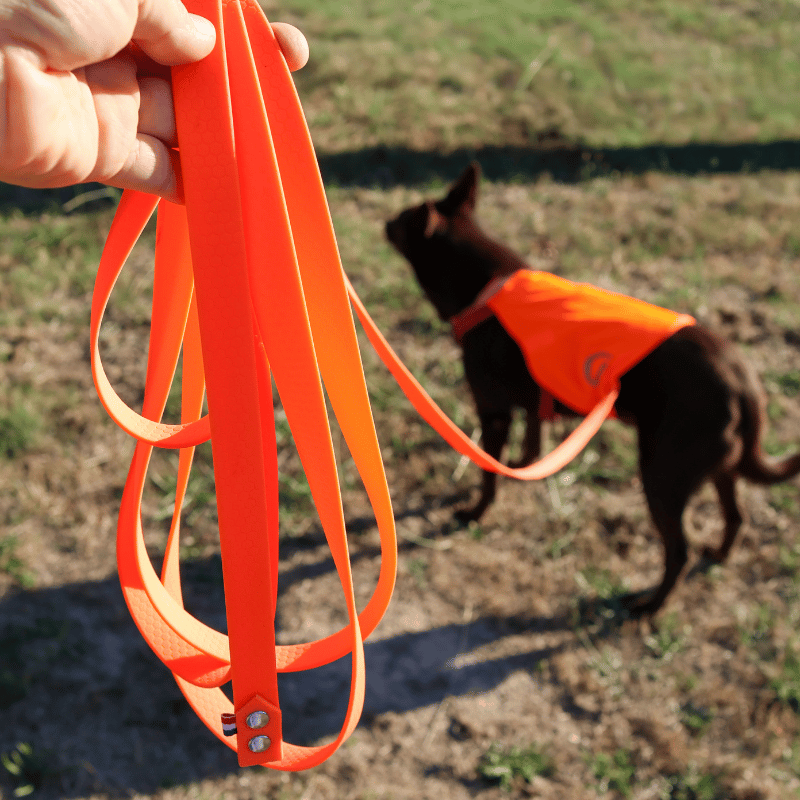 Longe 5m, longe mantrailing, longe pour chien, longe apprentissage rappel