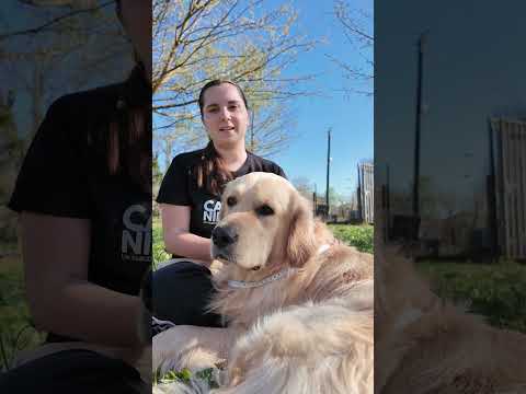 Harnais Canicross Chien Carré