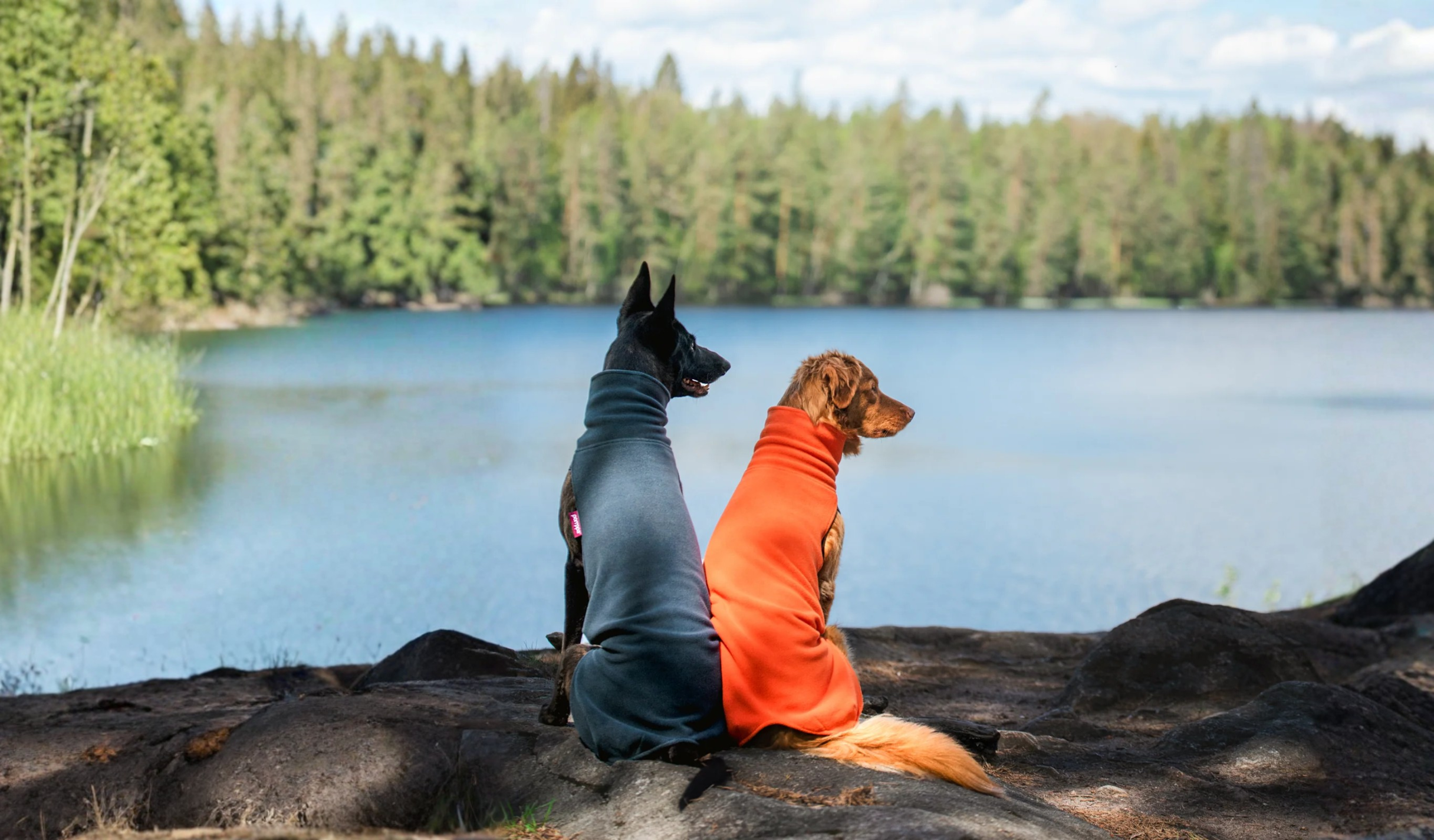 pull et manteau pour chien, pull bleu marine, manteau orange