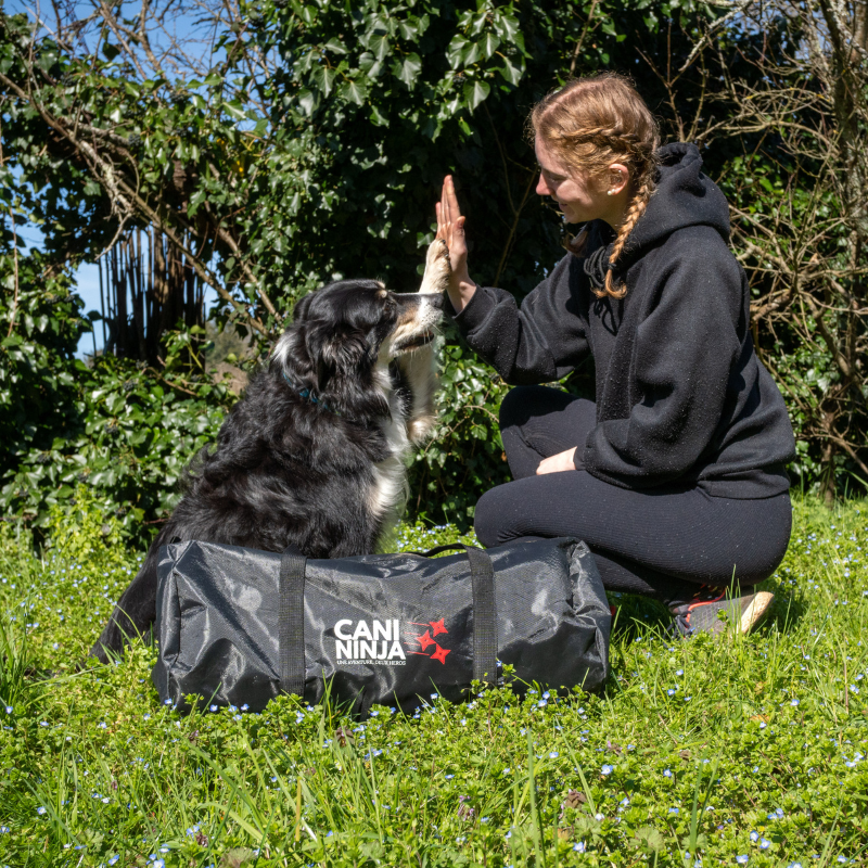 chien joyeux chien avec sa maitresse sac de transport