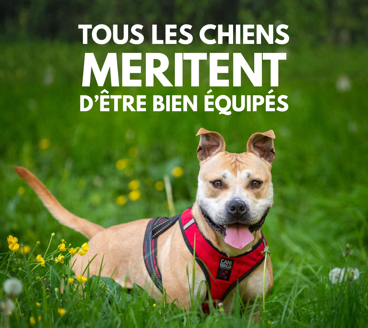 le bon équipement pour chien, équipement adapté 